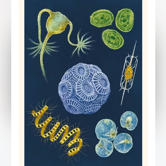 NEW Oceanarium Postcards by Teagan White and Loveday Trinick - Multicolor RARE - Picture 6 of 9